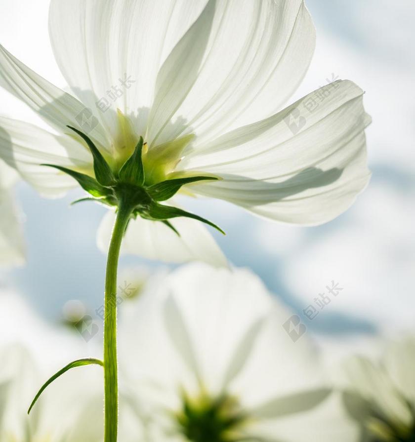 宇宙 秋季 鲜花 植物 大自然 绿色 池 白色 塔碧莎
