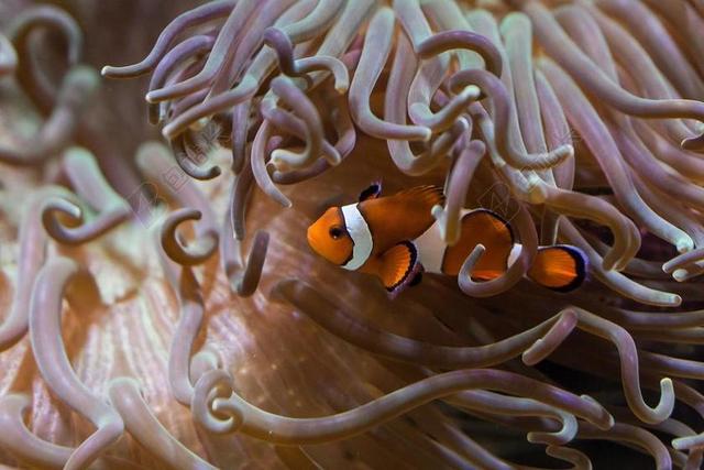 鱼 水族馆 小丑鱼 藻类 水