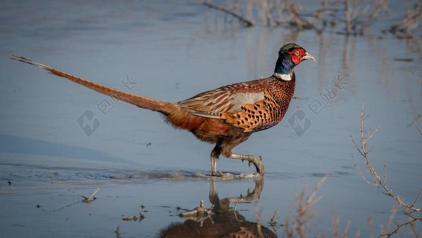 野鸡 鸟 大 性质 喙 羽毛 翅膀 飞 水 浮着 雉鸡