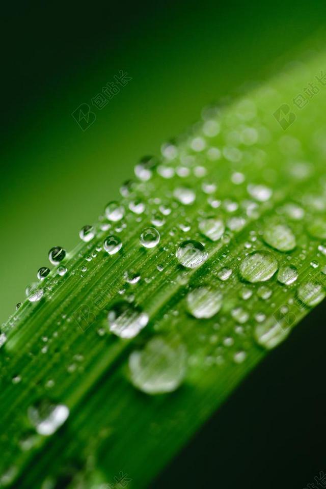 绿色 水 叶 露水 自然 草 下降 植物 滴 雨 特写