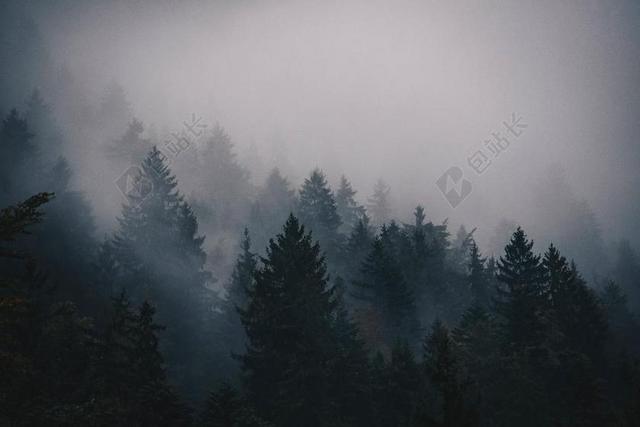 雾 冷 树 松树 山 景观 天空 自然 云杉 森林