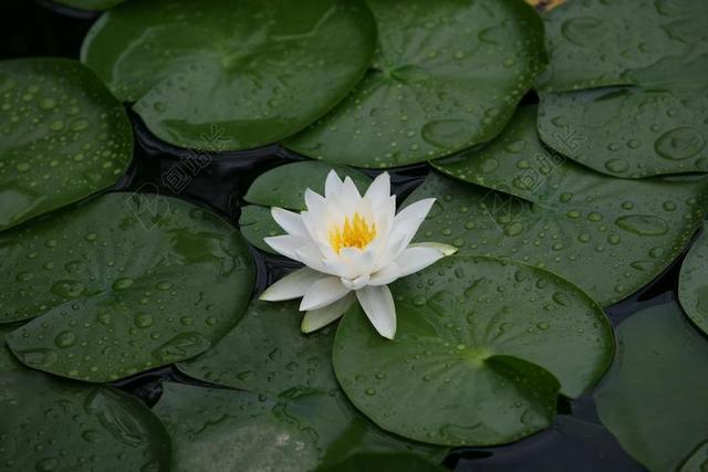 绿白自然植物清新植物景观池塘莲花莲叶背景图片