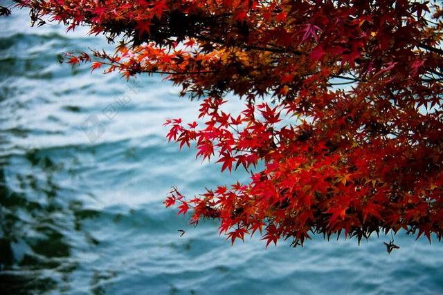 秋水 红叶 西湖
