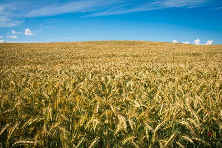 字段 穗状花序 性质 小麦 谷物 农业 收获 夏季 天空