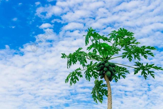 木瓜树 木瓜 水果 性质 绿 天空 明亮 云 视图