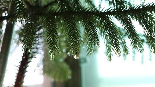 绿色植物松树枝叶水珠特写背景图片