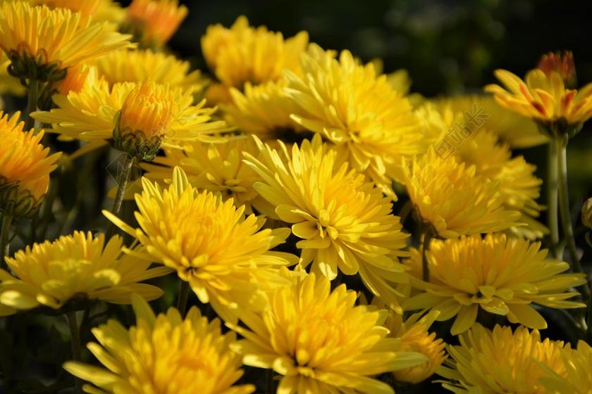 花卉 奇切瓦文动 鲜艳的色彩 鲜花 植物 宏 于秋花 性质