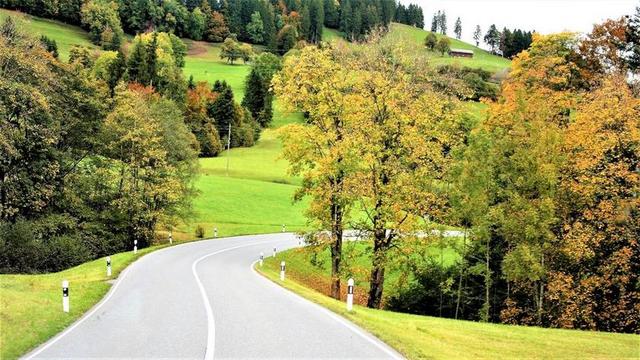 公路 方式 秋金 景观 森林的边缘