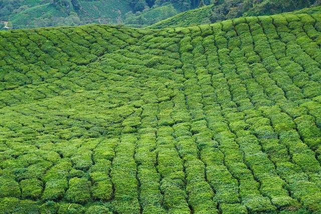 绿色农场农田自然茶叶茶园背景图片