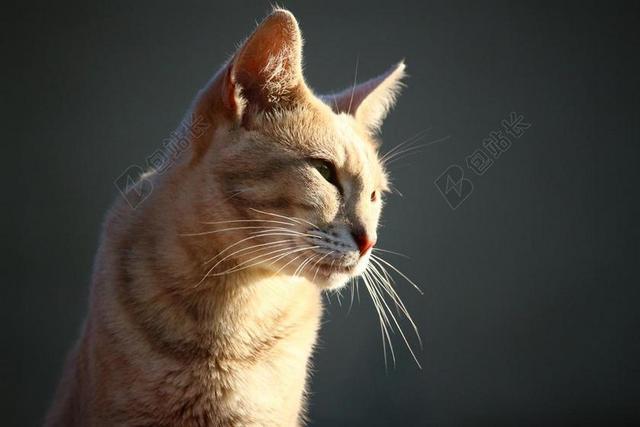 彪 MIEZE 猫 小猫 鲭鱼 品种猫 国内的猫 猫画像