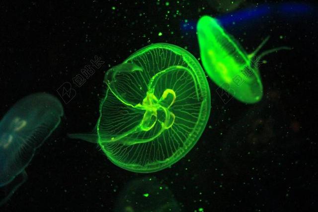 水母 动物园 水族馆 水 MEERESBEWOHNER 蓝色