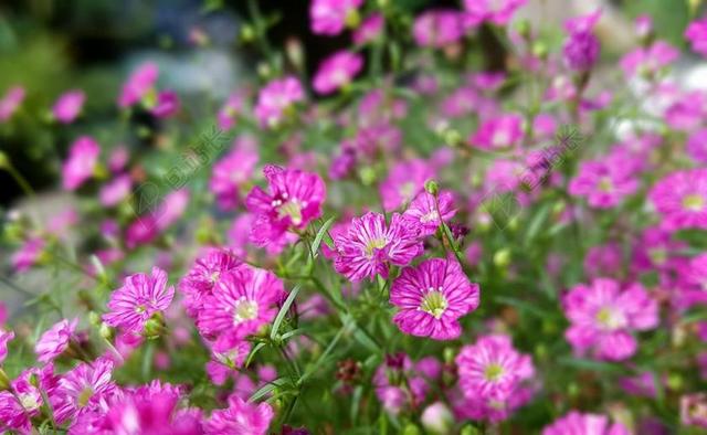 鲜花 厂 植物群 性质 阳台上的花 招标 粉红色 满天星