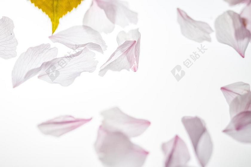 摄影自然日本樱花花瓣背景图片