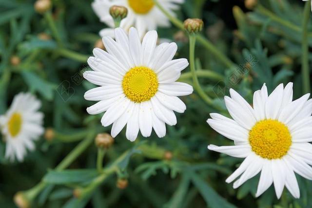 雏菊 花 开花 白 关闭 盛开 答案是肯定的 白花 性质