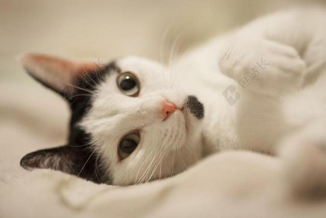 猫 概述 可爱 白 动物肖像 动物 猫咪 小狗 小猫