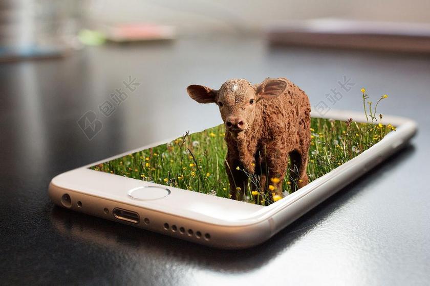 小牛肉 动物 牛 养殖 独立的形式 牧场 草甸 IPHONE