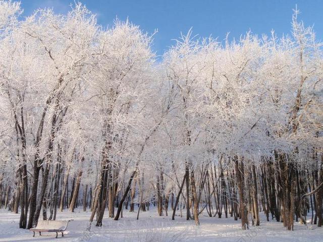 雪 冬季 公园 弗罗斯特  景观 冬天的梦 雪花 广场