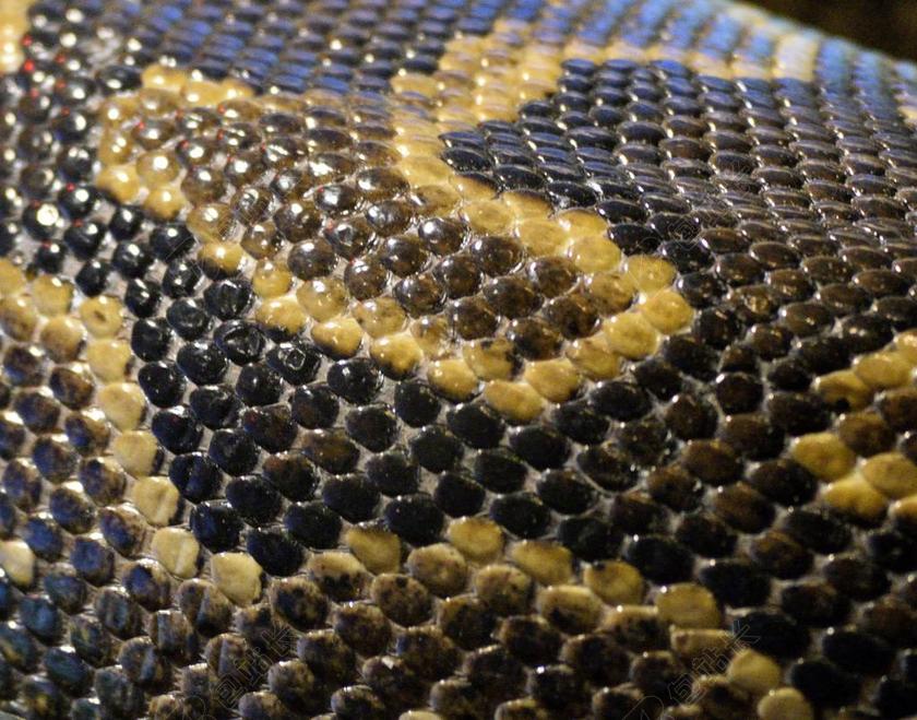 蛇皮肤 爬行动物 皮肤 蛇 动物 模式 自然 纹理 皮革