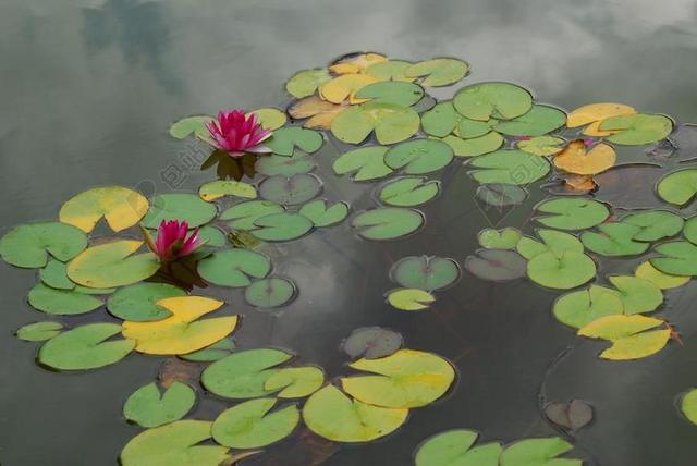 水百合 池塘 鲜花 植物 百合 夏季 莲花 反射 布鲁姆