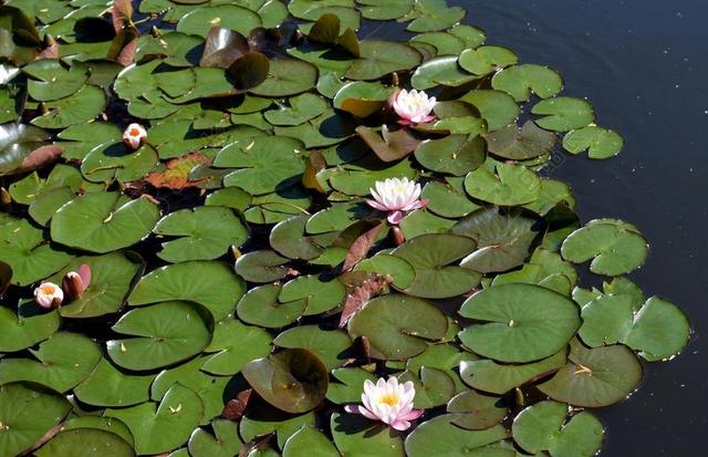 睡莲 叶子 水生植物 百合垫 池塘 开花 水 厂 绿色