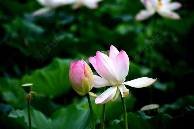 莲花 鲜花 自然 水 盛开 植物 粉红色 池 叶 花的
