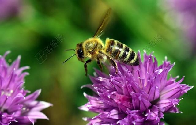 韭菜开花 蜜蜂 关闭 昆虫 花 宏 紫 韭菜 撒 性质