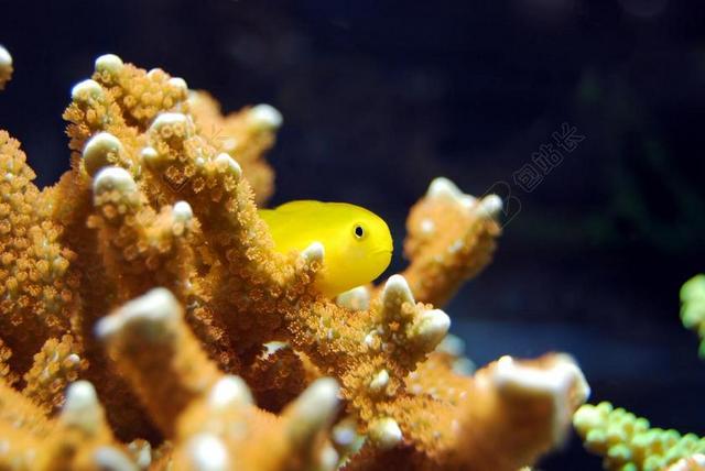 鱼 珊瑚 红色 黄色 水下 水 自然 海洋 野生动物 动物