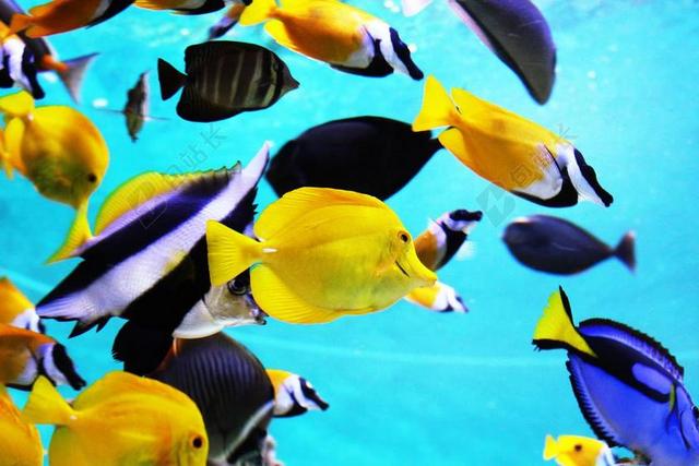 热带鱼 水族馆 鱼 蓝色 鱼缸 海 异国情调的鱼