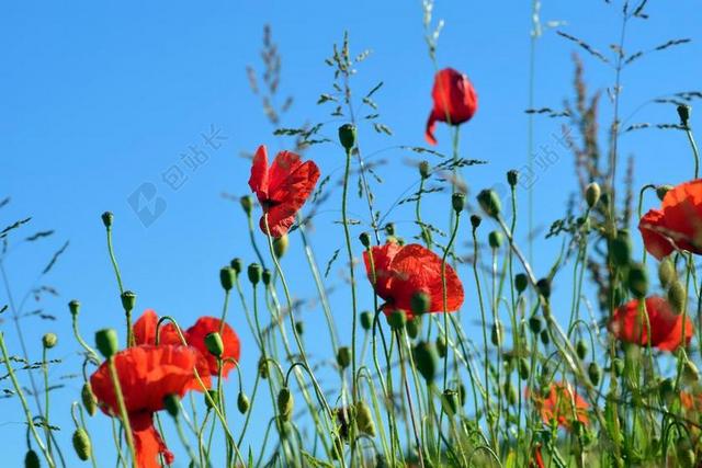 罂粟 KLATSCHMOHN 罂粟花 红色 罂粟花田 罂粟胶囊