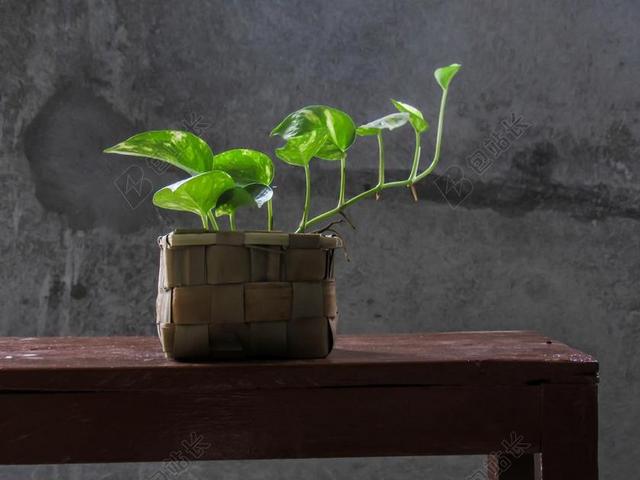 抽象 背景 美丽 植物 光明 关闭 颜色 一天 装饰 装修