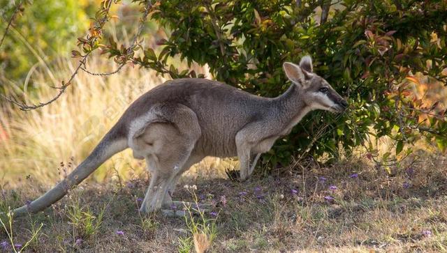 长尾蜥袋鼠 漂亮的脸袋鼠 MACROPUS PARRYI 棕色 灰色