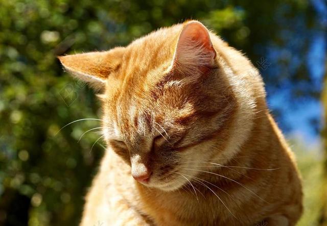 猫 动物 宠物 家猫 猫的眼睛 橙 性质 甜 累 困了