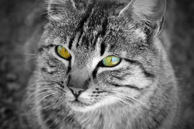 猫 眼睛 晶须 家猫 弗利纳 宠物 动物 加塔 看看