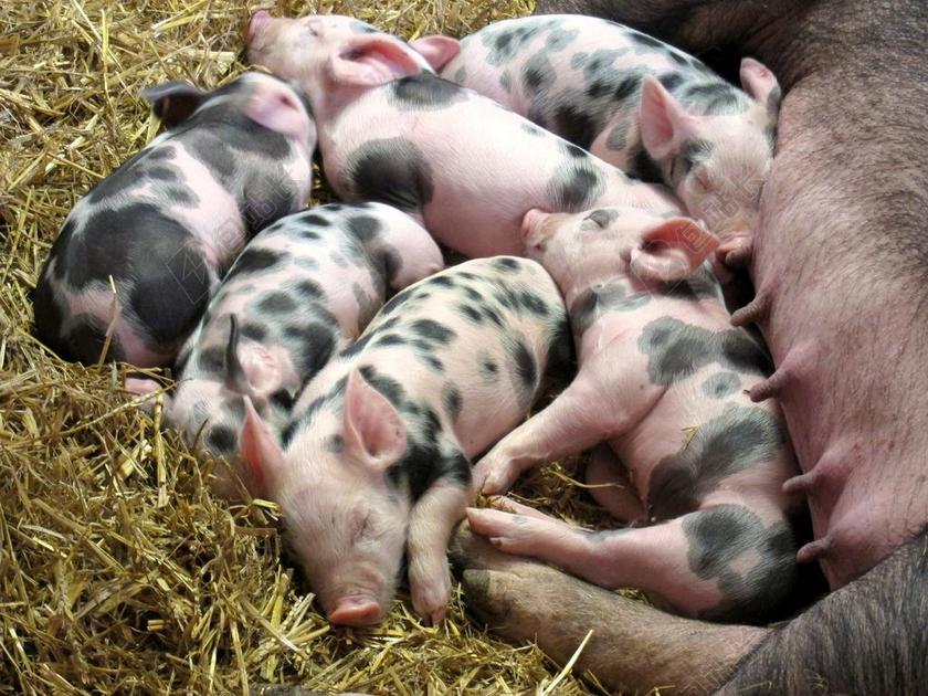 仔猪 农场 猪 牲畜 粉红色 小 年轻 婴儿 乳腺癌 母亲