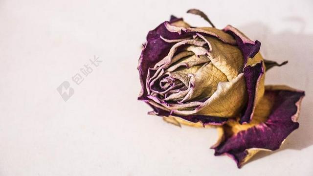 花 枯萎紫色的悲伤背景图片