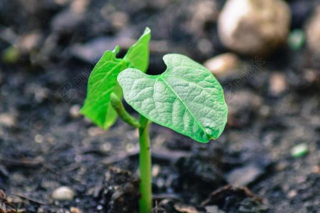 豆科植物 花园 插头 绿色 厂 性质 关闭 春天 宏