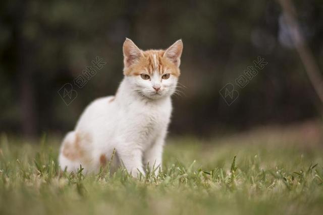 猫 白 动物肖像 动物 性质 可爱 小猫 甜 羽毛 猫咪