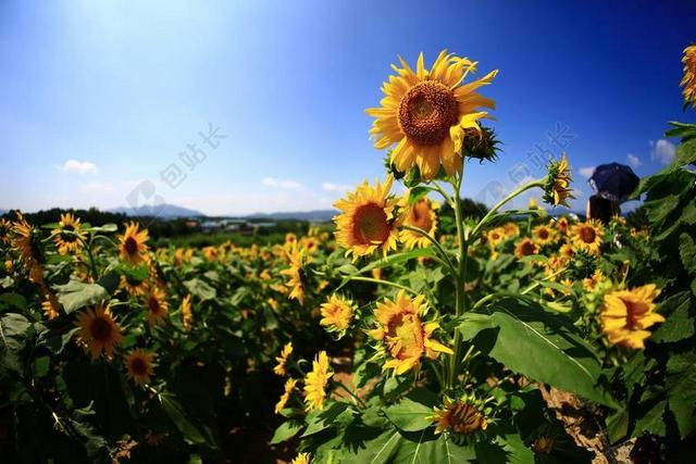向日葵 秋季 鲜花 哈曼 景观 大自然 天空 大韩民国