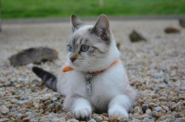 猫 小猫 女性 猫趴 头简介 猫的眼睛 国内动物 猫科动物