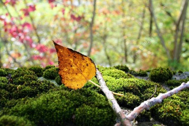 苔藓 秋金 黄色 叶 分支机构 十月 森林