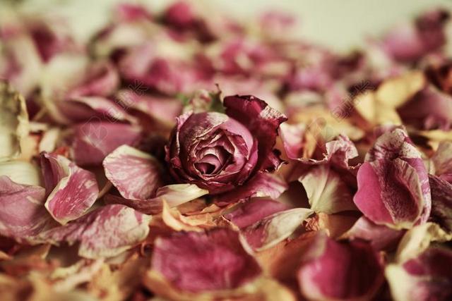 玫瑰花瓣 玫瑰 香味 香水 花瓣 枯萎 浪漫