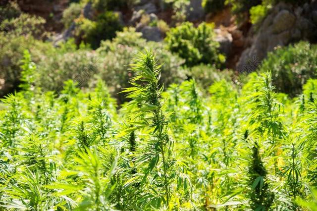 麻 大麻 醉人 药物 吸烟 医学 医疗 大麻叶 开花 植物
