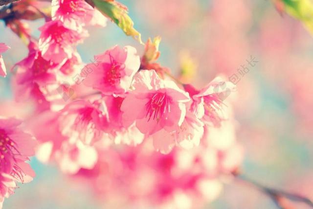 摄影唯美日本樱花盛开背景图片