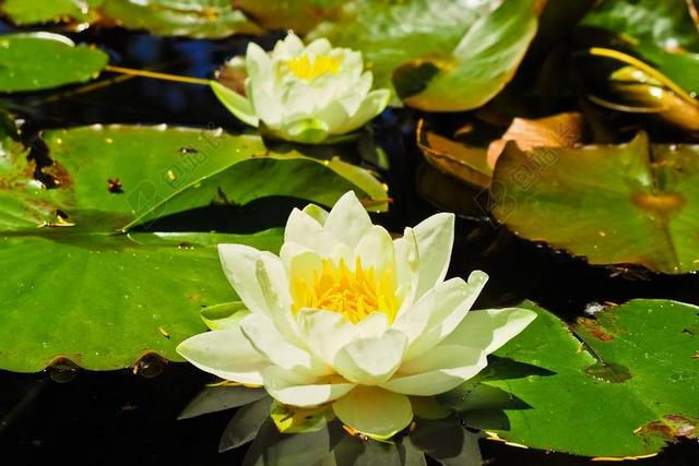 睡莲 玫瑰 簇簇 池塘 花 性质 花园池塘 荷花池 盛开