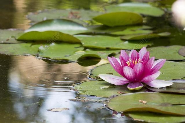 睡莲 粉红色 水生植物 粉红色水百合 开花 池塘 花 池塘植物