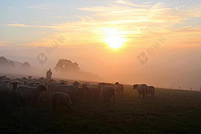 草地羊群牧羊人夕阳景观唯美背景图片