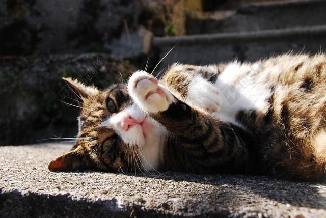 猫 太阳 秋季 夕照 猫脸 MIEZE 小猫 可爱的猫咪