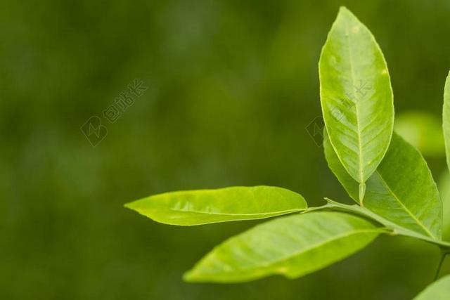 叶 柠檬 茶 模糊 果汁 健康 维生素C 性质 叶子 植物
