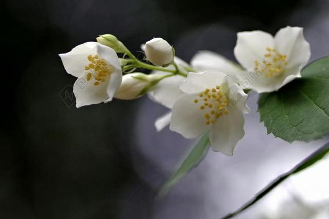 茉莉花白色花瓣清新树枝背景图片