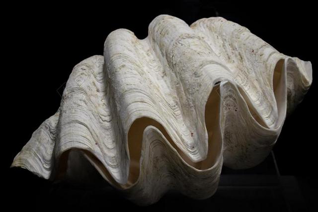 TRIDACNA牡蛎 外壳 巨蚌 自然 海 野生动物 贝壳